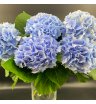 Букет королевы из 5 гортензий