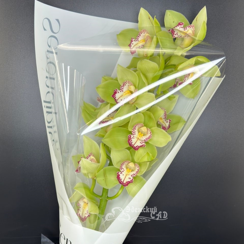 Ветка орхидеи 3