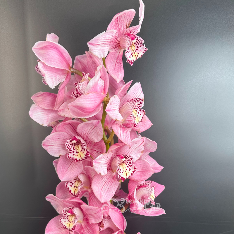 Ветка орхидеи