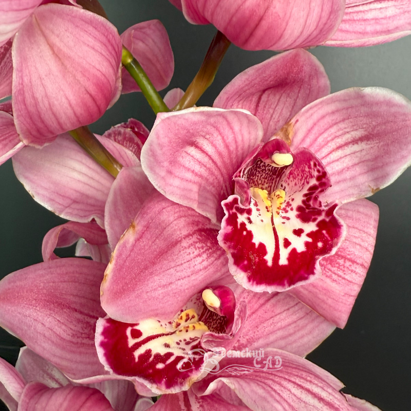 Ветка орхидеи 2