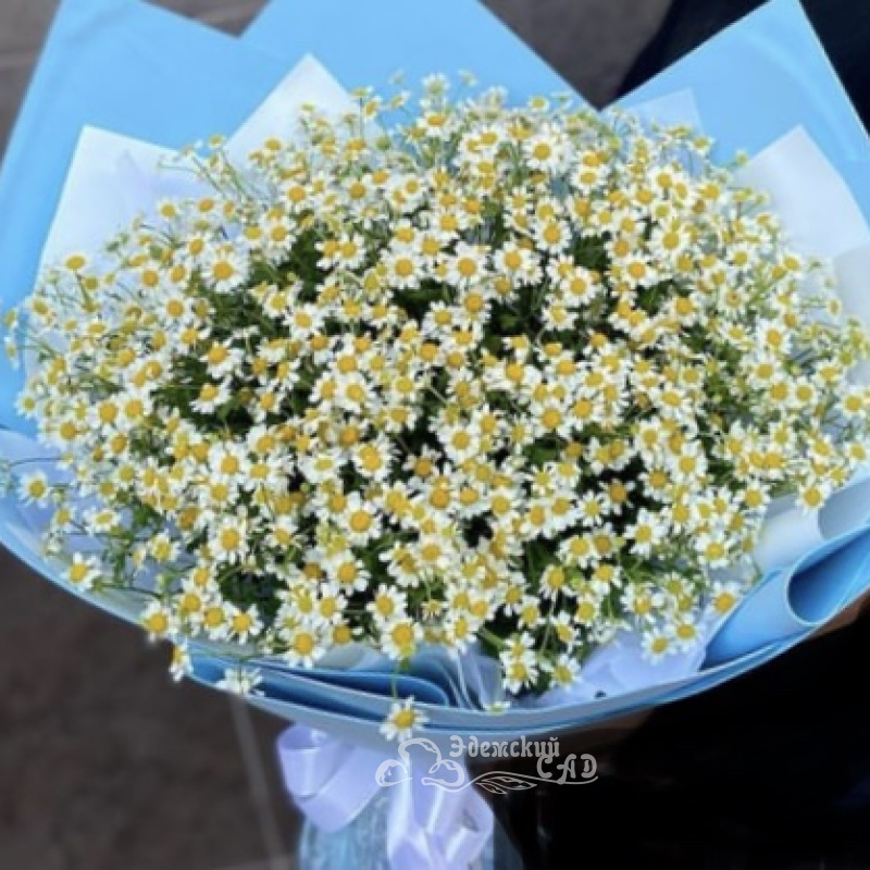 Милые ромашишки
