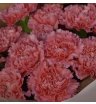 17 диантусов «Вдохновением» 2