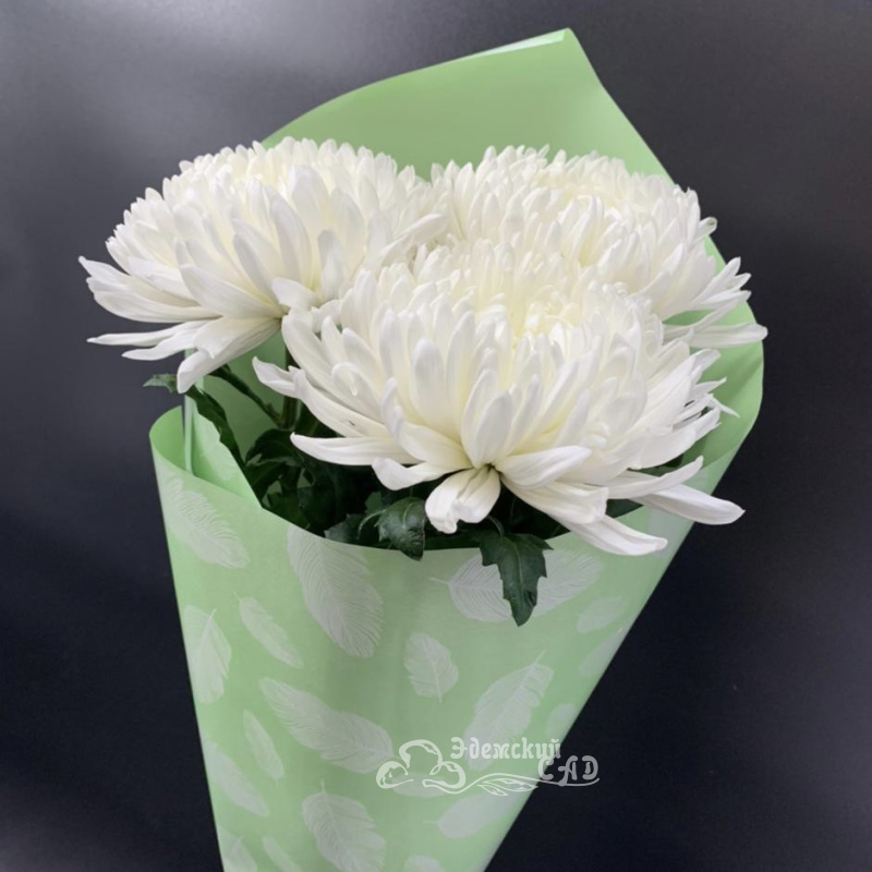 Звёздочка 1