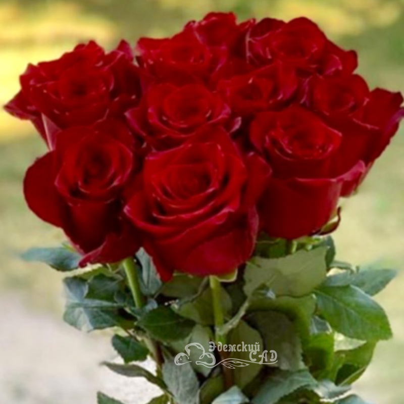 Аллые  розы 9 шт не высокие