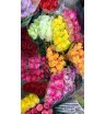 Розы Кенийские, 50см 1