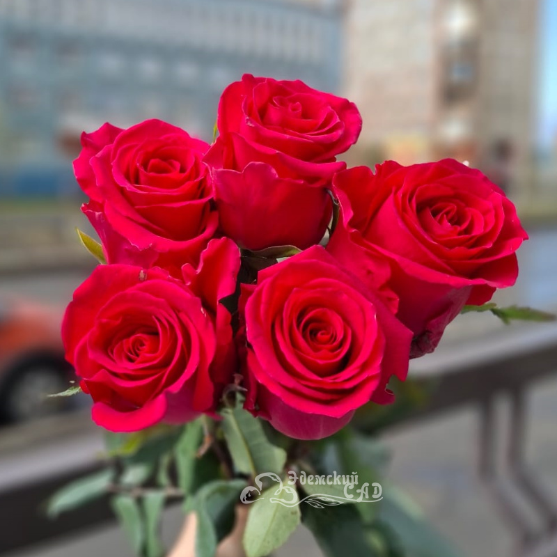 Малиновые розы поштучно