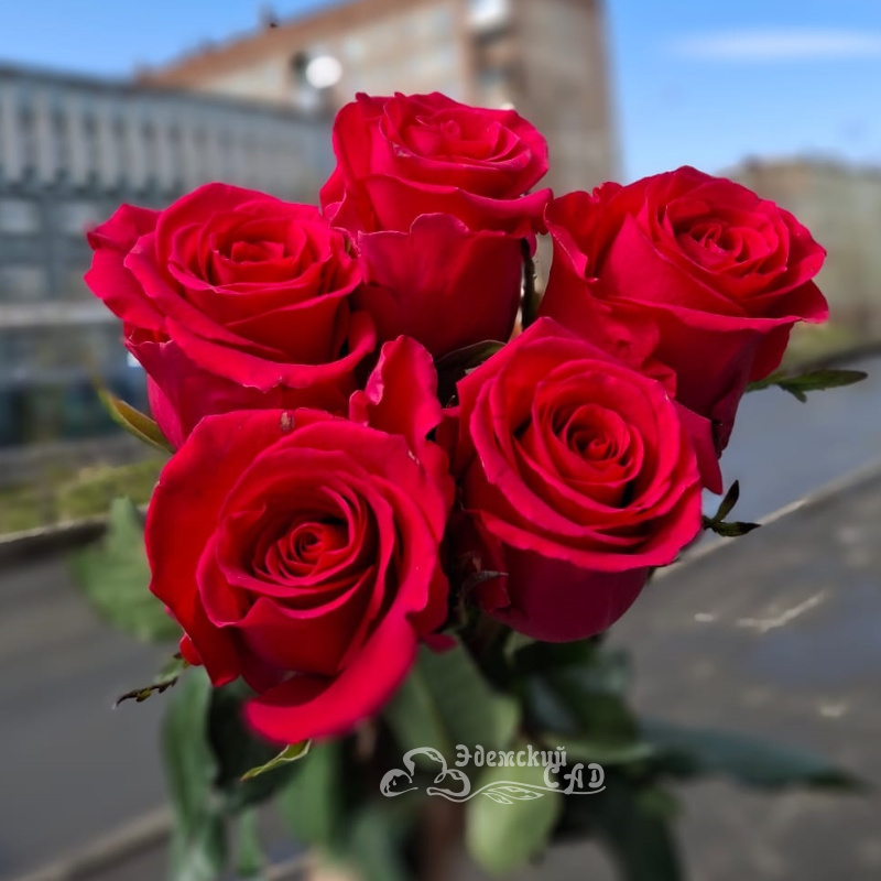 Малиновые розы поштучно 2