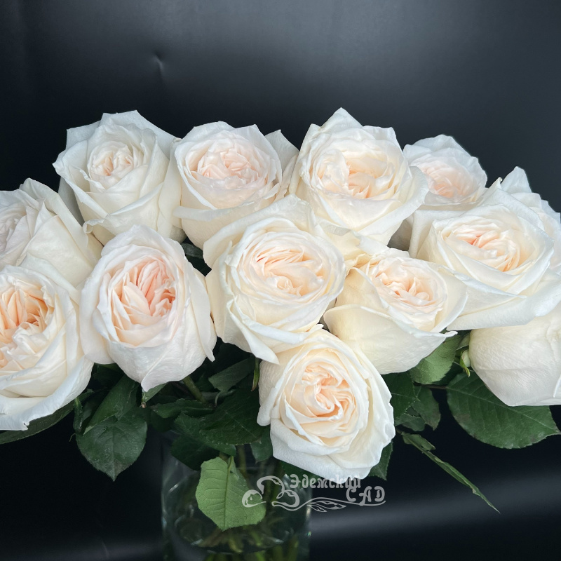 Ароматная пионовидная роза Охара 1