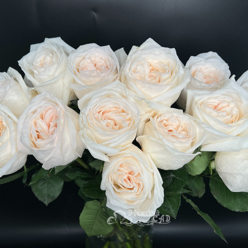 Ароматная пионовидная роза Охара