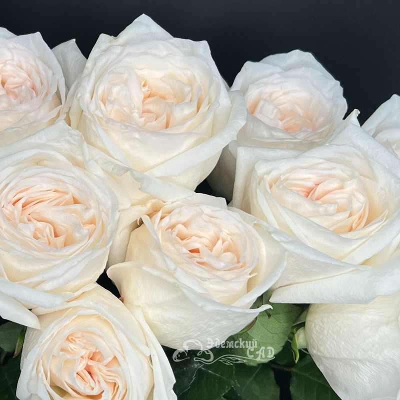 Ароматная пионовидная роза Охара 2