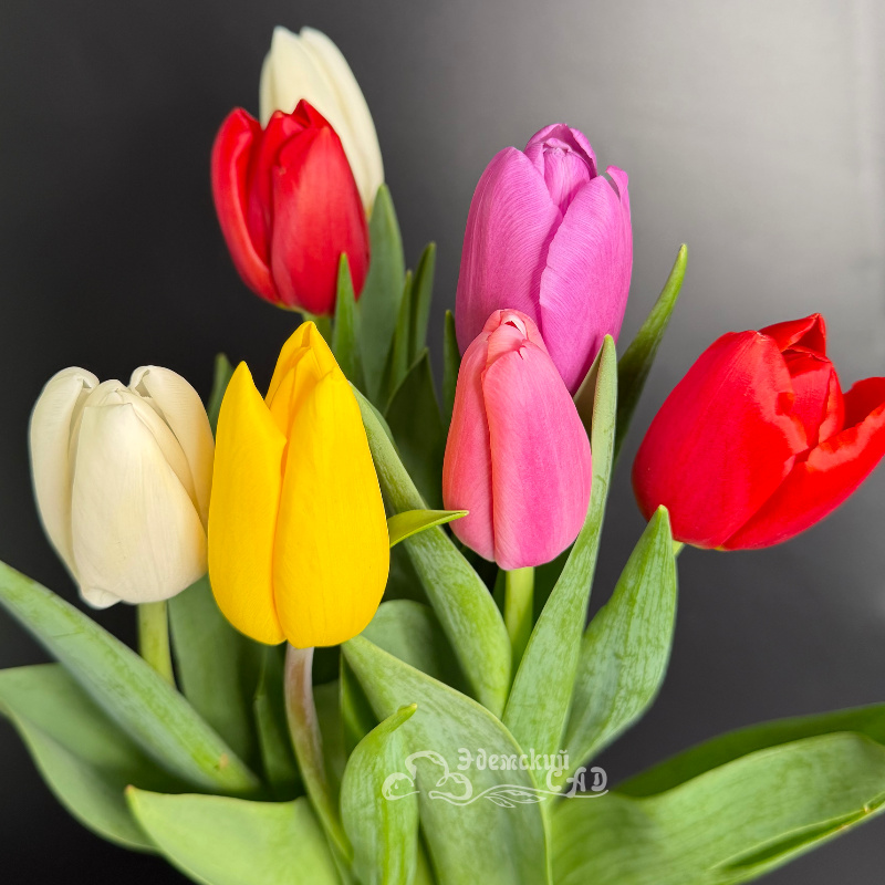 Яркие королевские тюльпаны 1