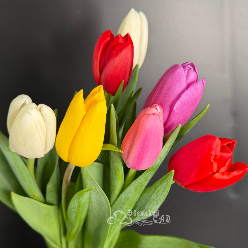 Яркие королевские тюльпаны 3