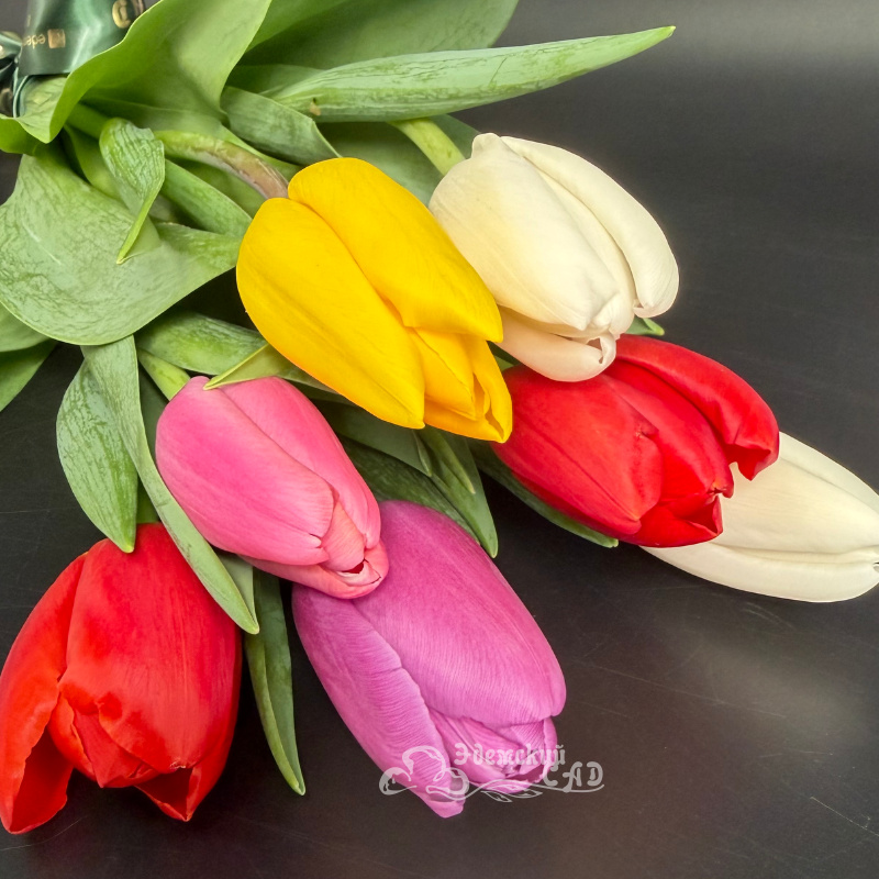 Яркие королевские тюльпаны