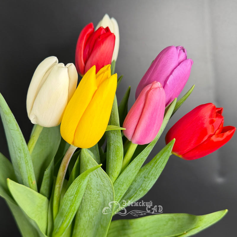 Яркие королевские тюльпаны 2